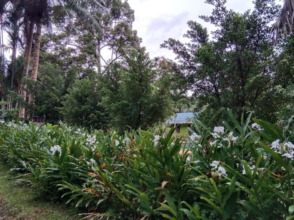 Tree Tops River Huts Khao Sok National Park المظهر الخارجي الصورة