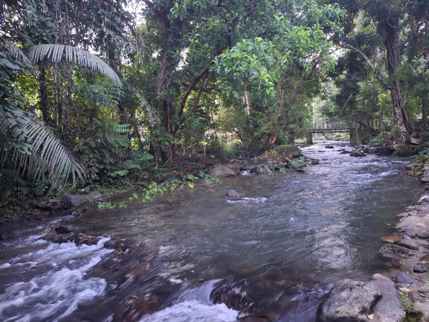 Tree Tops River Huts Khao Sok National Park المظهر الخارجي الصورة
